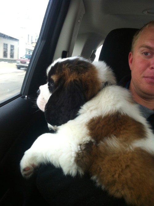Meet Virginia, our new St. Bernard