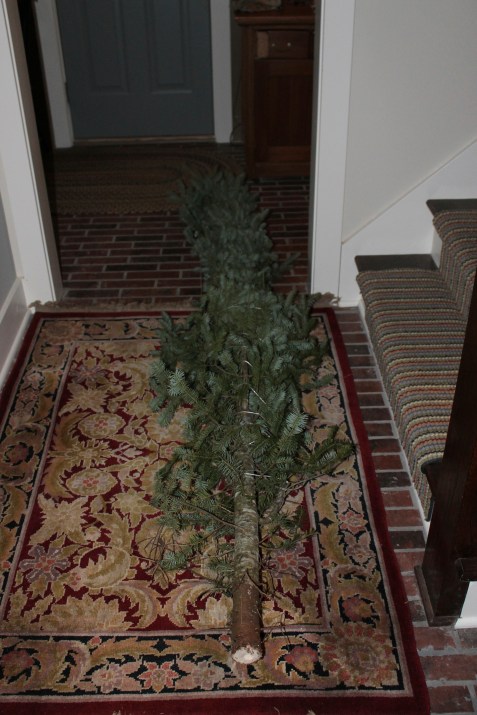 Tree all bundled up from its ride home.  