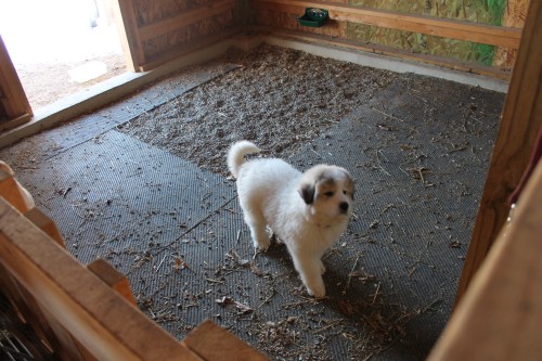 ..and, meet Franics, our new Great Pyrenees