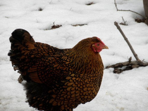 This Little Piggy Had None