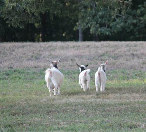 These Little Piggies Went Wee Wee All The Way Home
