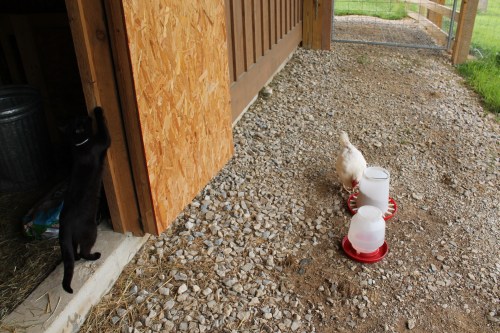 Kitty scratching her claws on barn getting ready for.....