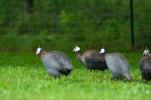 Glanders Wedding-694